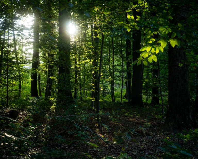 Sunlight filters through dense green foliage and slender tree trunks in a woodland canopy.