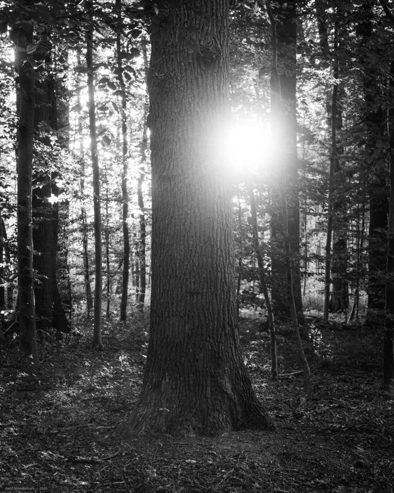 Black-and-white photograph of a large central tree trunk surrounded by dense woodland. Bright sunlight flares through the trees on the right, partially obscuring nearby leaves and trunks.