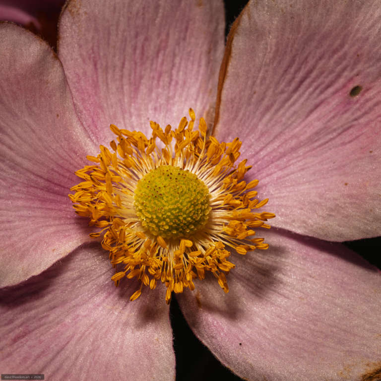 Macro photograph of a flower with broad pink petals, a rounded green centre and a dense ring of golden stamens. A small dark blemish appears on the upper-right petal. The flower’s centre is marvellous: a green, textured dome surrounded by a slightly unruly ring of golden stamens, almost like a tiny gathering.