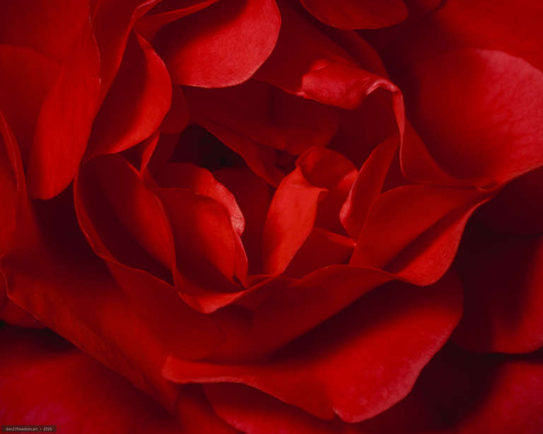 Extreme close-up of overlapping red flower petals filling the frame. Flash highlights the smooth surfaces and curled edges, with deep shadows visible between the layered petals.