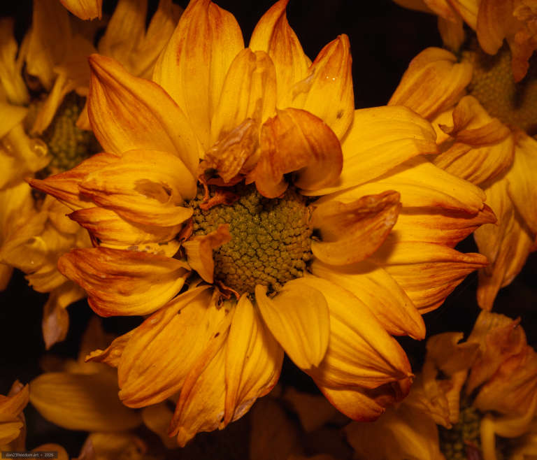 Macro photograph of a golden-yellow flower with curled and overlapping petals, reddish-brown streaks and a broad textured green centre. Other yellow flowers appear around the edges against a dark background.