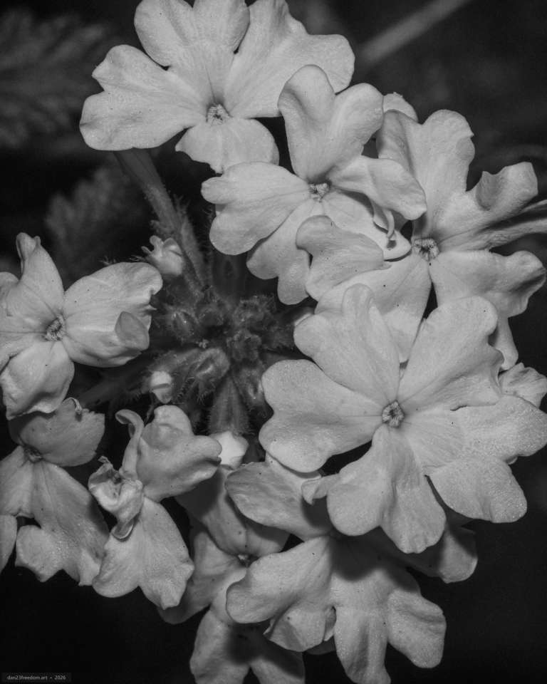 Black-and-white macro photograph of a dense cluster of small flowers with broad overlapping petals, compact centres and hairy stems against a dark background.