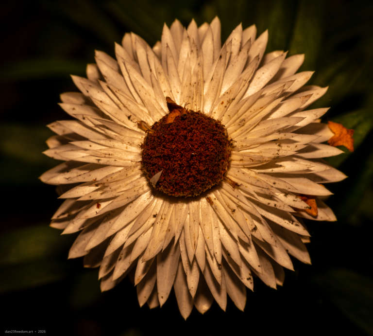Close-up of a white layered flower with a dark reddish-brown centre against a dark green background.