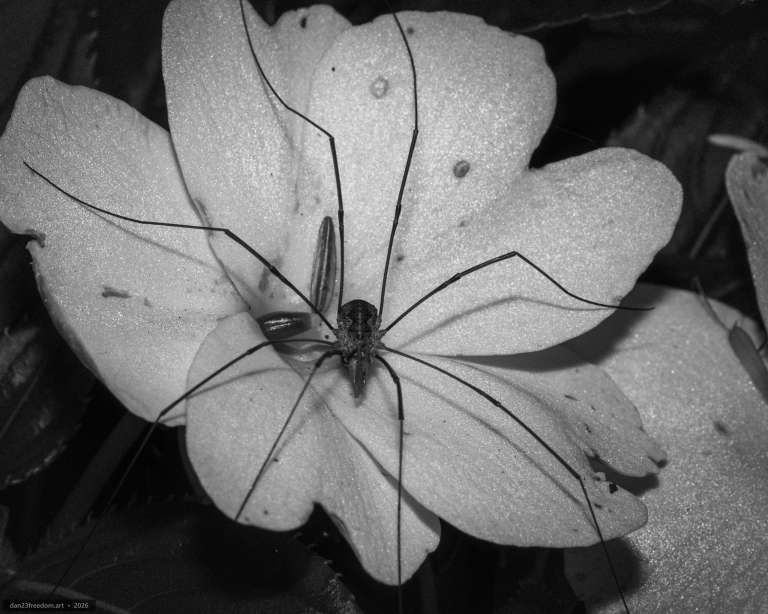 A black-and-white close-up of a harvestman with long, thin legs resting on a broad-petalled flower against softly blurred foliage.