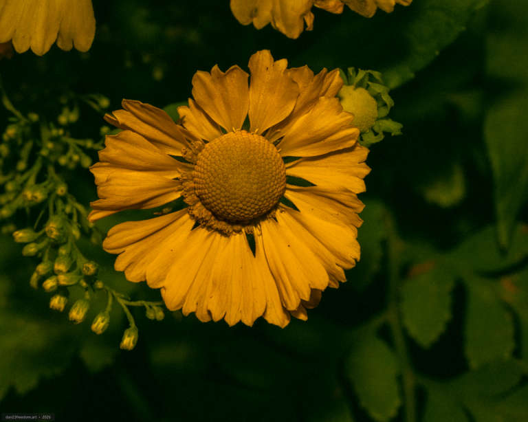 Close-up photograph of a vibrant yellow-orange flower with a large, textured central disc and radiating petals, set against a dark green background with small, unopened buds on the lower left.