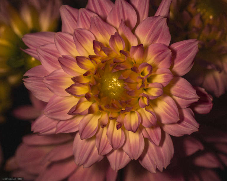 Macro photograph of a layered flower with pointed pink-lilac petals and a bright golden-yellow centre. Other flowers and dark foliage appear softly behind the main bloom.