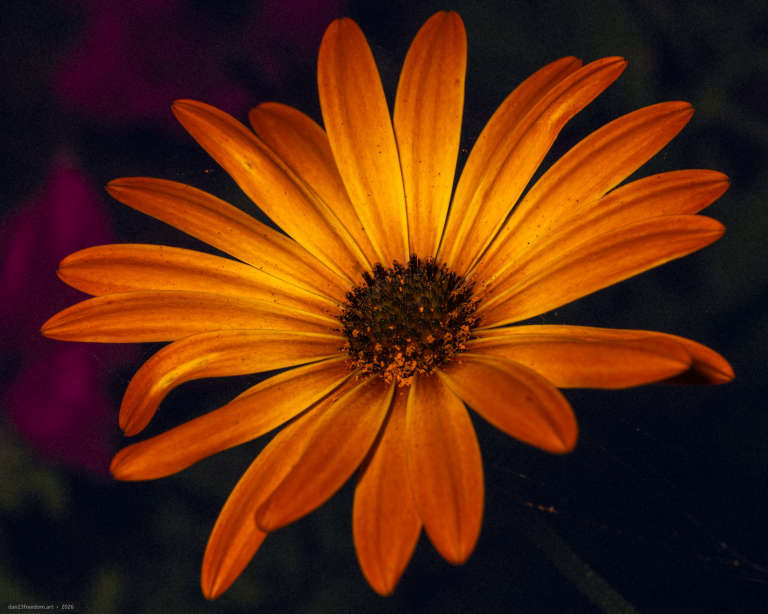 Macro photograph of an orange flower with long radiating petals and a dark textured centre. The flower is illuminated against a deep blue-black background, with blurred magenta flowers visible along the left edge.