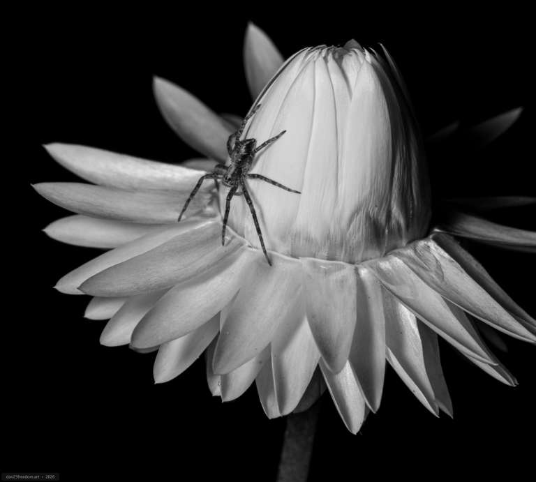 Black-and-white macro photograph of a small mottled spider resting on the curved side of a partially opened flower. Long petals radiate around the central bud against a black background.