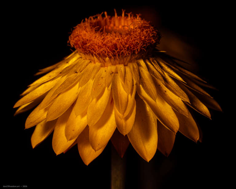 Close-up of a yellow strawflower with layered petals and an orange-brown centre against a dark background.