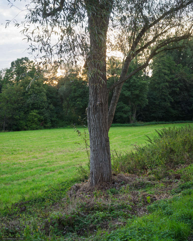 A mature tree with a deeply textured trunk and long, leafy branches stands beside a green meadow, with evening sunlight filtering through trees in the background.