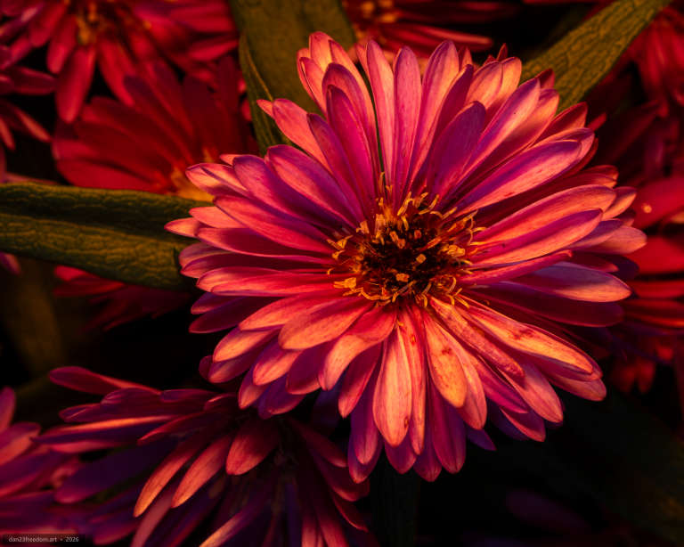 Close-up of a layered pink-orange flower with a textured yellow-brown centre and green leaves in the background.