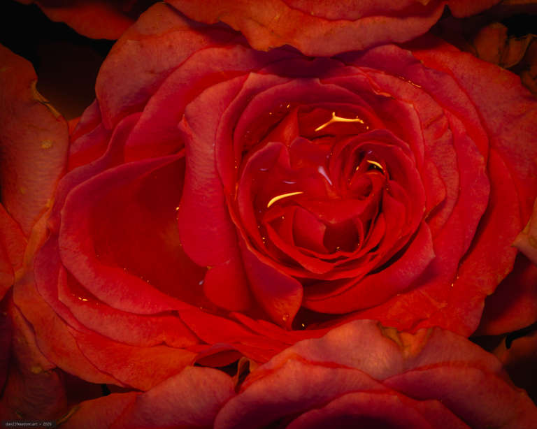 Close-up of a red and orange rose filling the frame, with overlapping petals, several small droplets and bright light visible through narrow gaps near the centre.