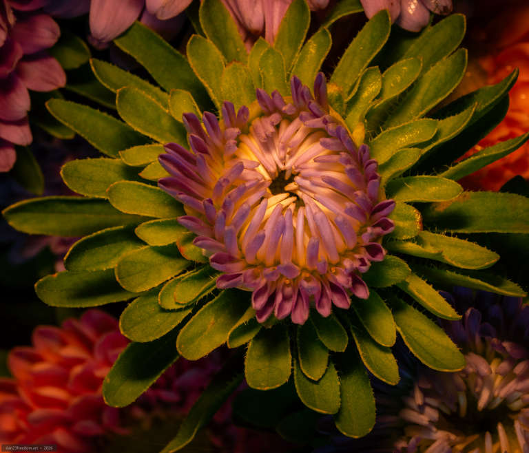 Close-up of a partially opened flower with violet petals around a pale yellow centre, surrounded by green leaves and darker flowers in the background.