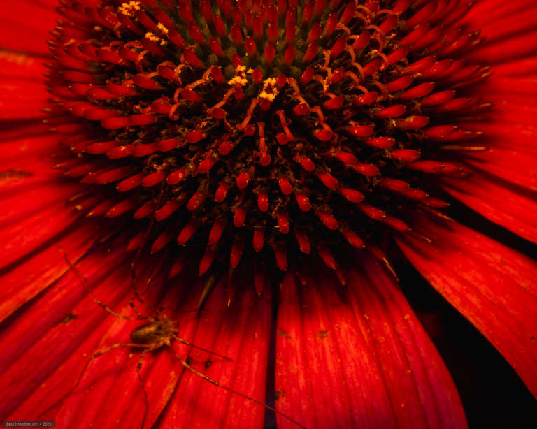Extreme close-up of a vivid red flower with a dense centre of dark red tubular structures, curled filaments and scattered yellow pollen. A tiny long-legged arachnid stands on a petal at the lower left.