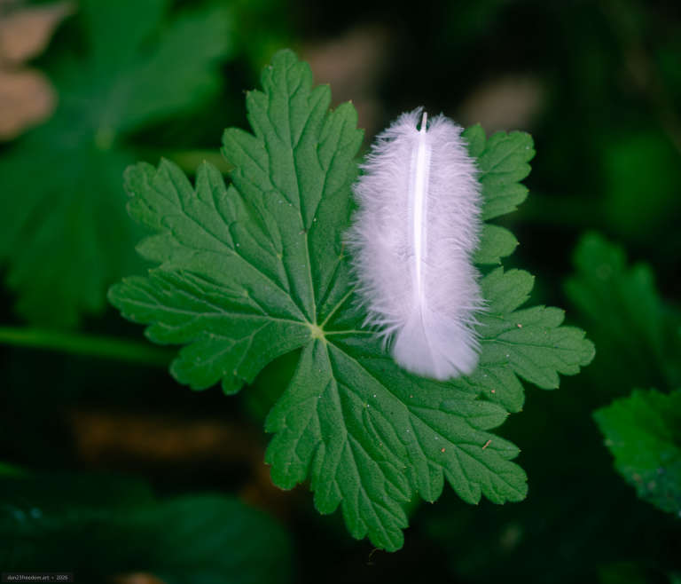 A small white feather rests upright across a lobed green leaf, surrounded by softly blurred dark green foliage.