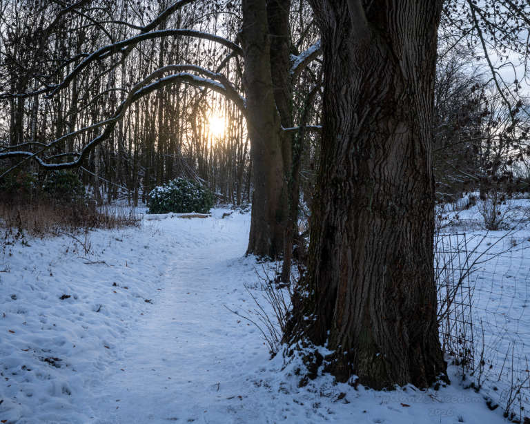 A snow-covered woodland path with a large tree trunk and branches framing a bush in the background, illuminated by soft winter sunlight. — Snow seeks the frame, Branches pose for winter’s art, Frosty breath exclaims: A masterpiece set apart.