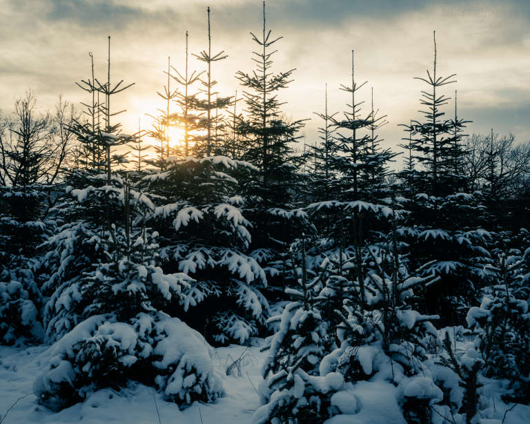 A cluster of snow-covered evergreen trees illuminated by warm sunset light, with cool shadows enhancing the winter atmosphere. — Sunlight warms the snow,   Needles hold the fading glow.
