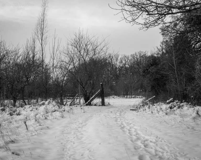 A snow-covered path with footprints, leafless trees, and a broken wooden fence in a quiet winter landscape.