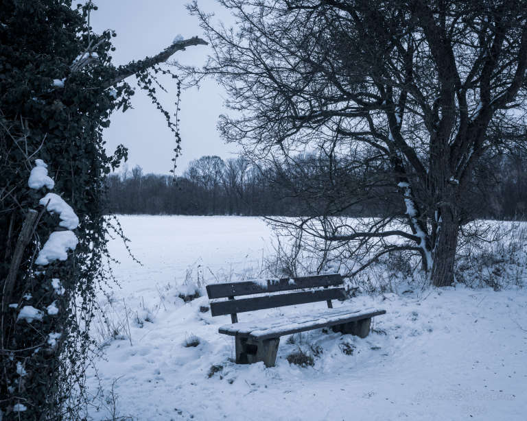 A snow-covered bench beneath a large bare tree in a tranquil winter landscape with snow-covered ground and leafless trees. — Frost guards the still throne, The wind, a hollow drone, A chill that finds the bone, In snow’s soft undertone.