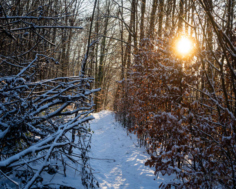 Snow-covered branches stretch from the left side of a forest path, pointing toward the low winter sun peeking through trees. The scene feels playful and serene, as if the forest is gesturing toward warmth. — The branches reached with snowy grace,   The sun replied with golden face.
