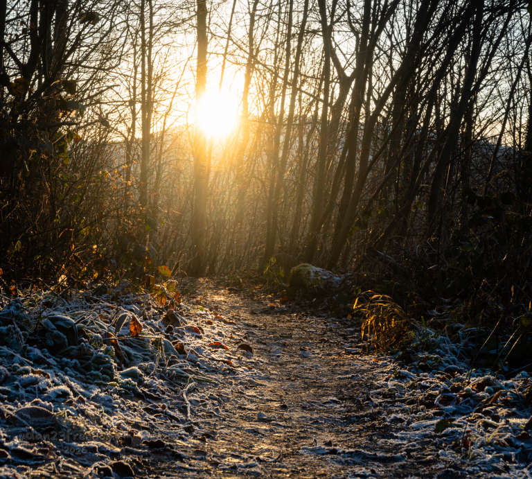 A frost‑dusted path runs through bare trees as warm sunlight filters through, catching ice crystals along the ground. — The frost stood still, the sun drew near,   No need to leave — both stayed right here.