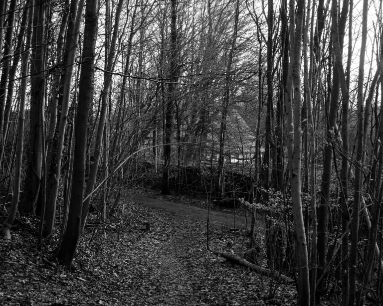 A winding forest path curves through leafless trees, with a half-timber house watching from the background. The scene feels quiet and whimsical, as if the house is placing bets on which way the next walker will turn. — The house didn’t care who won. It just liked the game.