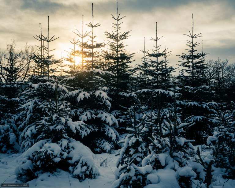 Snow-covered evergreen trees illuminated by warm winter sunlight, with cool shadows across the surrounding branches.