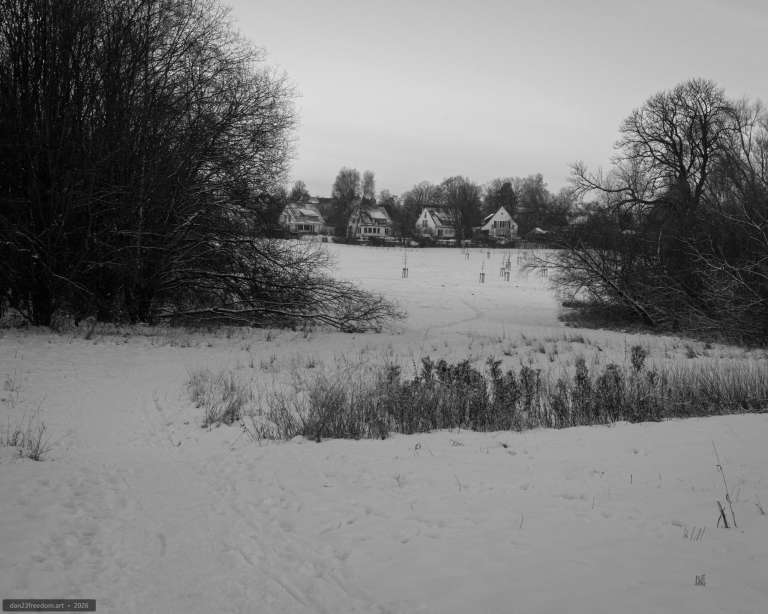Black-and-white winter photograph of a snowy field with young trees, wooden stakes, faint tracks and distant houses.
