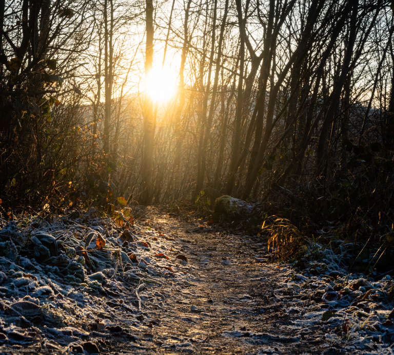 A frost-covered forest path beneath bare trees, with low winter sunlight filtering through the branches.