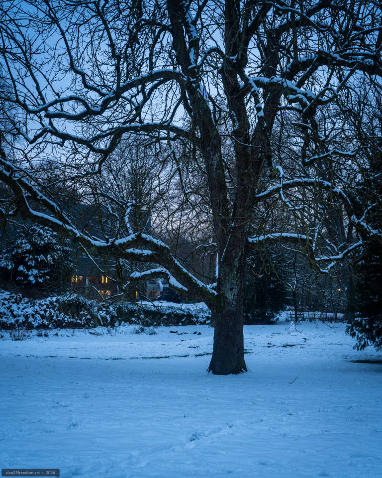 A snow-covered tree in the foreground with warm light glowing from distant windows through the surrounding woodland.