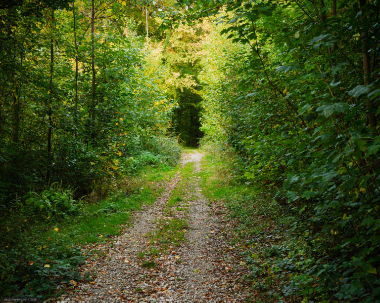 A narrow gravel trail curves through dense green woodland towards a brighter sunlit area, with grass and fallen leaves along the path.