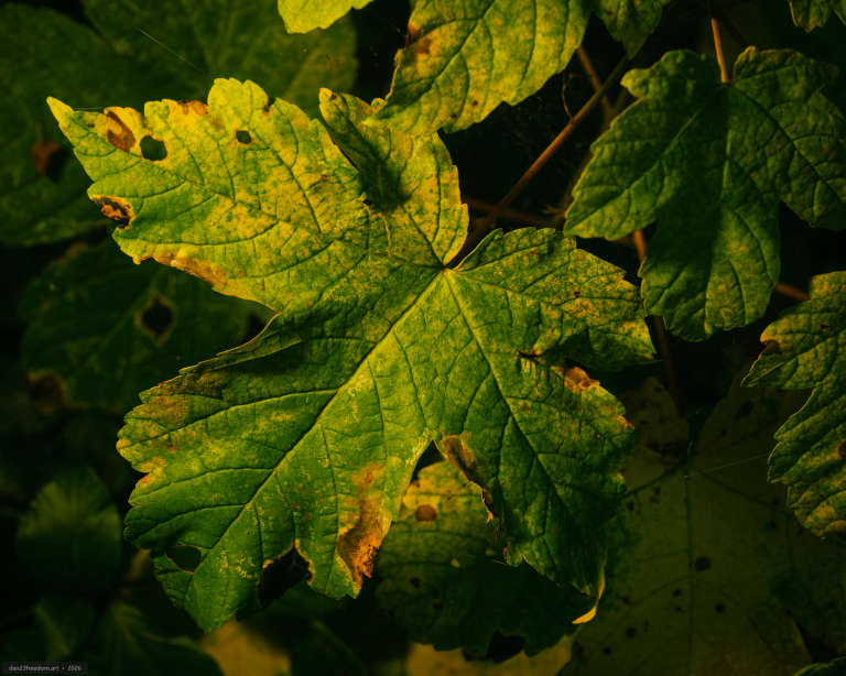 Close-up of a broad, lobed green leaf with visible veins, yellow mottling, brown edges and several small holes, surrounded by darker foliage.