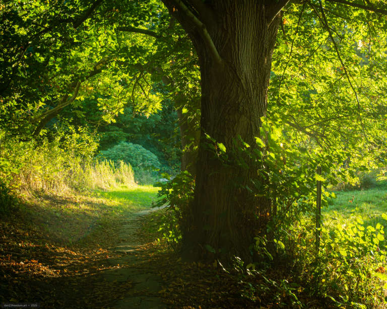 A large tree with a deeply ridged trunk stands beside a narrow woodland path that curves towards a grassy clearing. Bright sunlight filters through dense green foliage on the right, creating a slight haze.