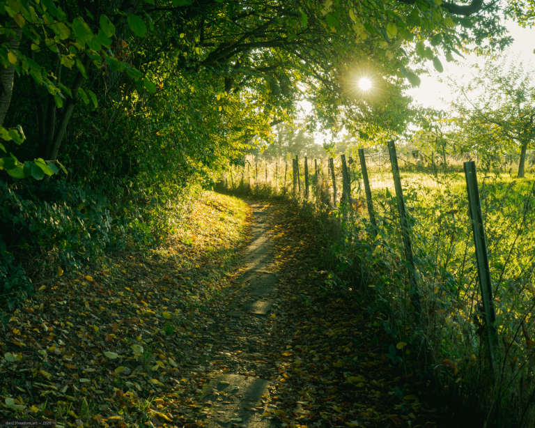 A narrow woodland path curves beside a wire fence towards a sunlit meadow. Dense trees shade the left side, while the low evening sun shines through overhanging branches above scattered fallen leaves.