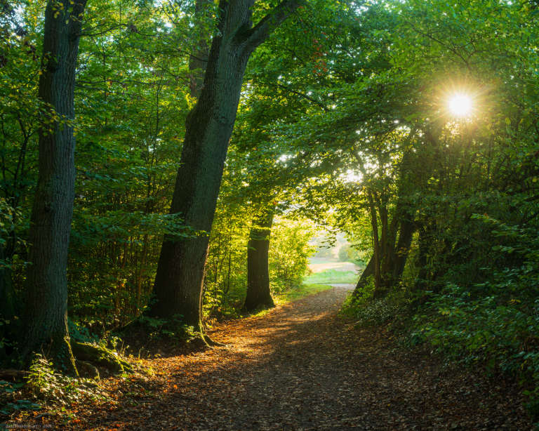 A woodland path covered with fallen leaves curves between several large tree trunks towards a bright clearing. The low sun forms a starburst through dense green foliage in the upper right.