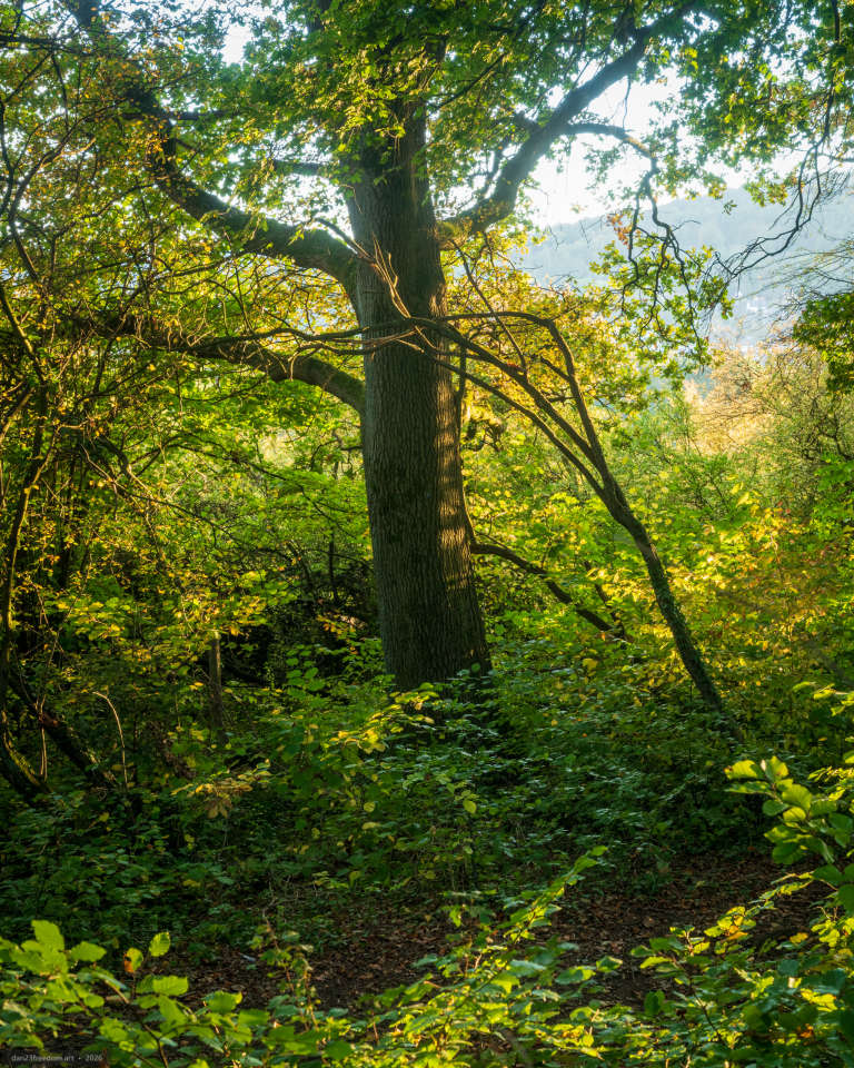 A large tree with a deeply textured trunk stands amid dense green woodland. Warm sunlight illuminates patches of foliage, and a hazy hillside with faint pale buildings is visible through the branches in the background.