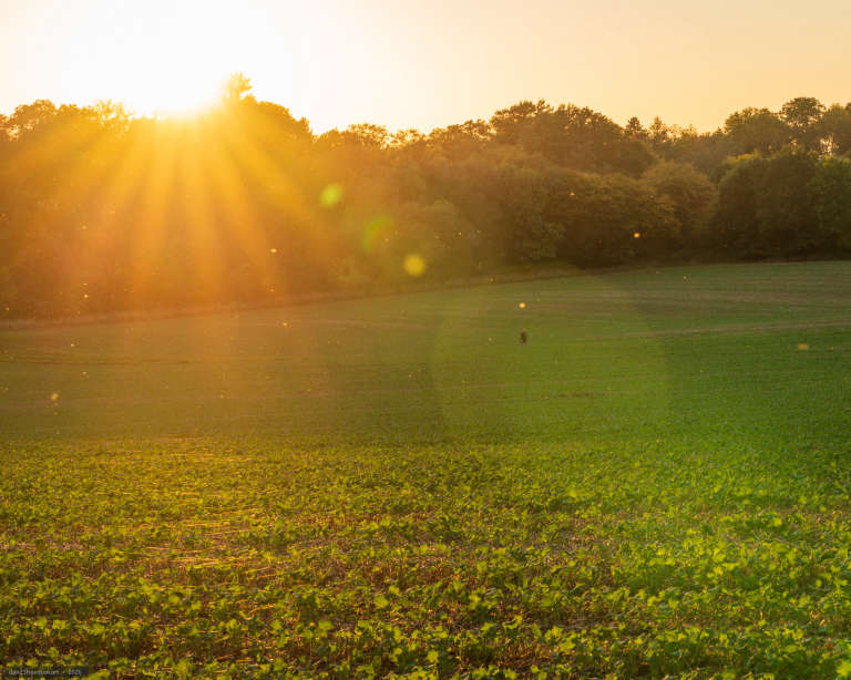 A solitary figure walks across a broad green field in front of a dense treeline. Low evening sunlight enters from the upper left, illuminating numerous insects or airborne particles and creating green lens flare above the field.
